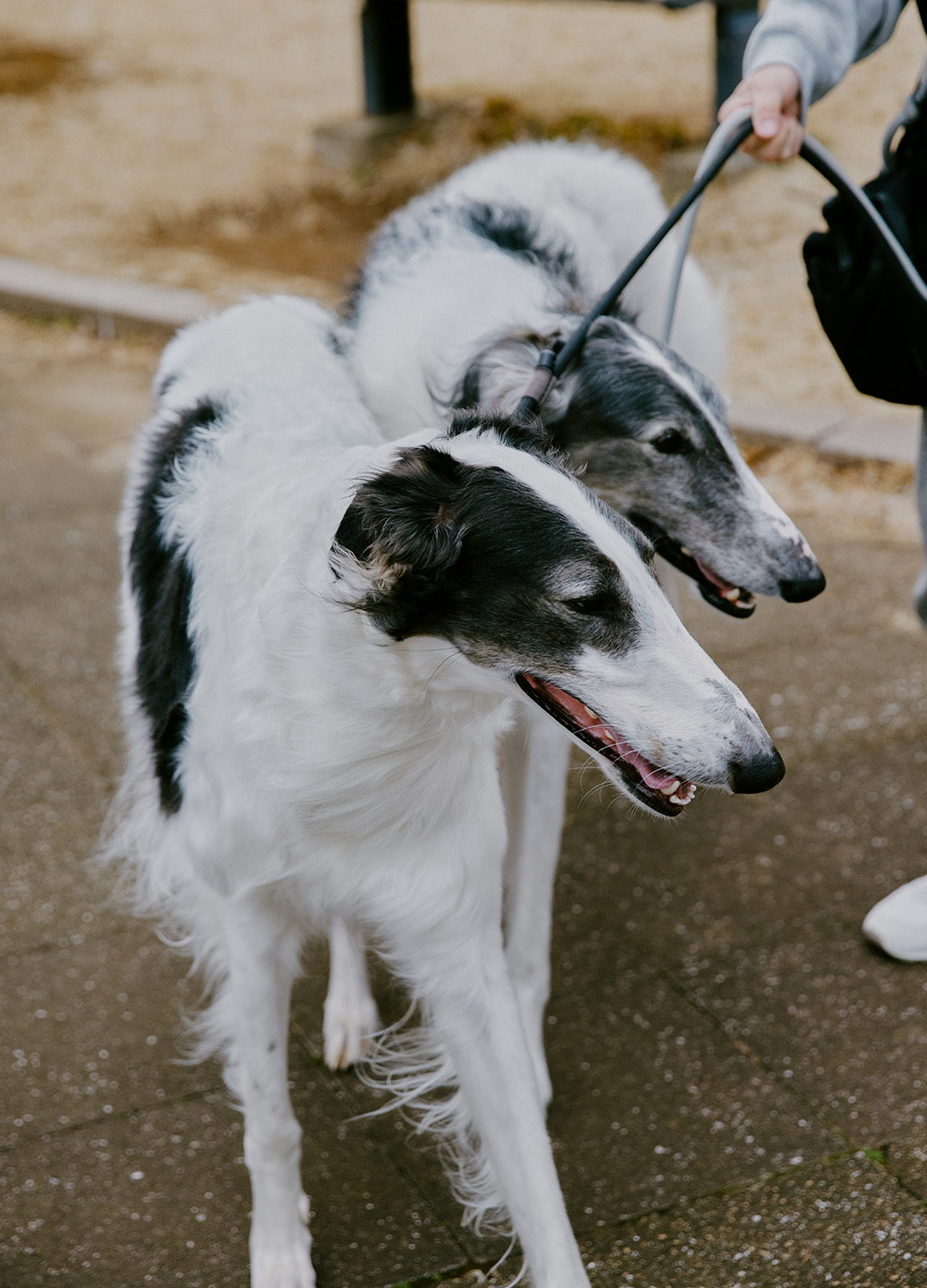 ���� ������@�R�[�f�B�l�[�g